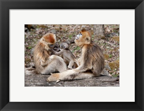 Framed Golden Monkeys with babies, Qinling Mountains, China Print