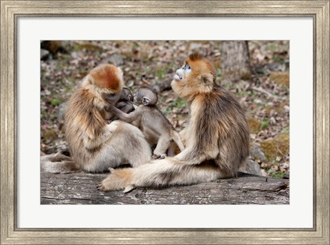 Framed Golden Monkeys with babies, Qinling Mountains, China Print