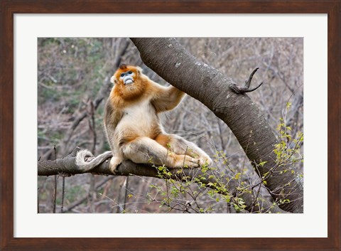 Framed Golden Monkey, Qinling Mountains, China Print