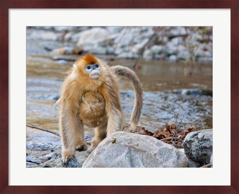 Framed Female Golden Monkey, Qinling Mountains, China Print