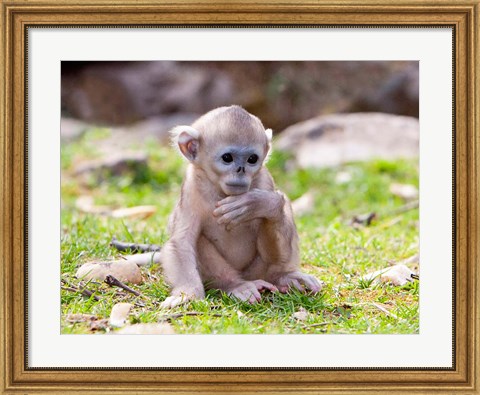 Framed Golden Monkeys, China Print