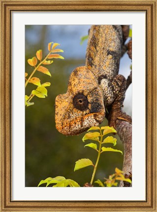 Framed Giant Madagascar or Oustalet&#39;s Chameleon, Montagne des Francais Reserve Antsiranana, Northern Madagascar Print