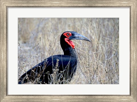 Framed Close-up of a Ground Hornbill, Kruger National Park, South Africa Print