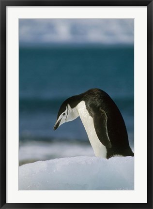 Framed Chinstrap Penguin, Antarctica. Print