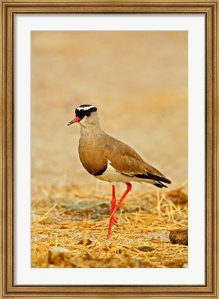 Framed Africa, Namibia. Crowned Plover or Lapwing Print