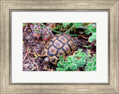 Framed Angulate Tortoise in Flowers, South Africa Print