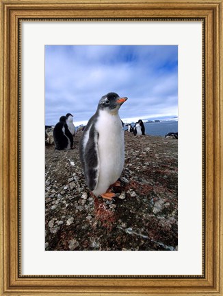 Framed Gentoo penguin chick, Antarctica Print
