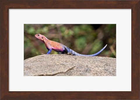 Framed Africa. Tanzania. Agama Lizard at Serengeti NP. Print