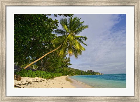 Framed Leaning palm. Anse-Source D&#39;Argent Beach, Seychelles, Africa Print