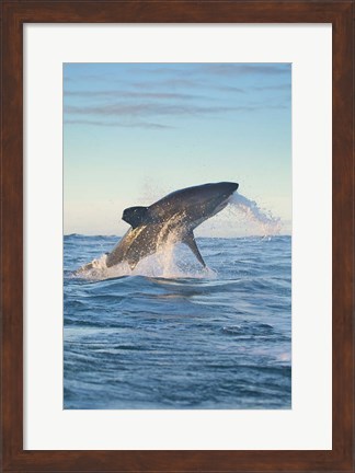 Framed Cape Town, Great white shark moves to strike a seal Print