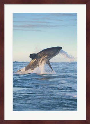 Framed Cape Town, Great white shark moves to strike a seal Print