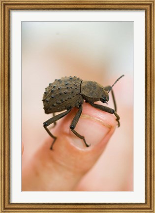 Framed Endemic Fregate Island Beetle, Seychelles Print