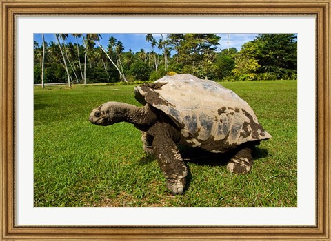 Framed Giant Tortoise, Seychelles Print