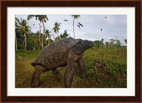 Framed Giant Tortoise, Fregate Island, Seychelles Print