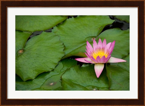 Framed Hong Kong, Chi Lin, Lily pond flower Print