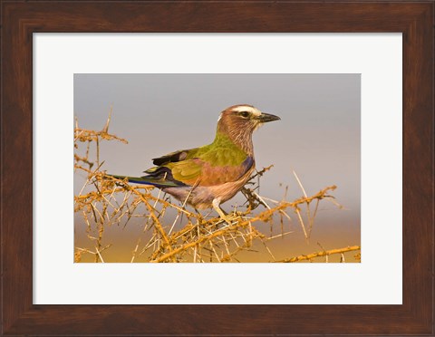 Framed Africa. Tanzania. Rufous-crowned bird, Manyara NP Print