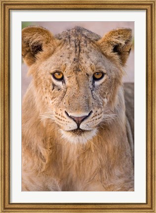 Framed Africa. Tanzania. Young lion in Tarangire NP Print