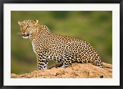 Framed African Leopard, Masai Mara Game Reserve, Kenya Print