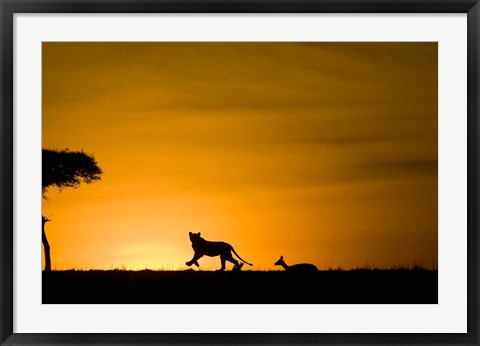 Framed African Lion Chasing Gazelle, Masai Mara, Kenya Print