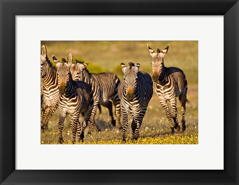 Framed Cape Mountain Zebra, Bushmans Kloof, South Africa Print