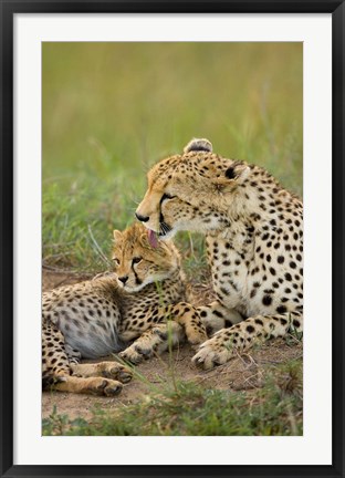 Framed Cheetah with cub in the Masai Mara GR, Kenya Print