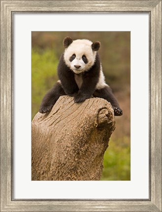 Framed China, Wolong Panda Reserve, Baby Panda bear on stump Print