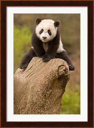 Framed China, Wolong Panda Reserve, Baby Panda bear on stump Print