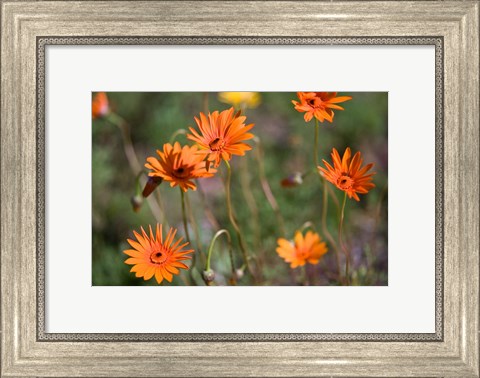 Framed Orange Flowers, Kirstenbosch Gardens, South Africa Print