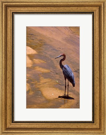 Framed Buffalo Springs National Reserve, Goliath Heron, Kenya Print