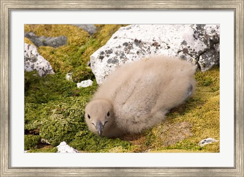 Framed Brown skua bird chick, western Antarctic Peninsula Print