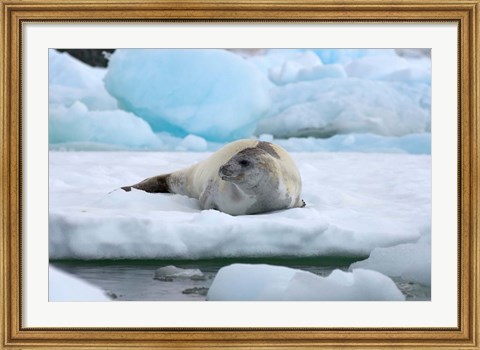 Framed Crabeater seal lying on ice, Antarctica Print