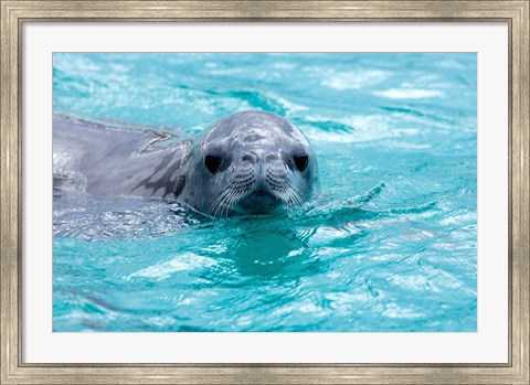 Framed Crabeater seal, western Antarctic Peninsula Print
