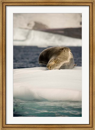 Framed Antarctica. Leopard seal adrift on ice flow. Print