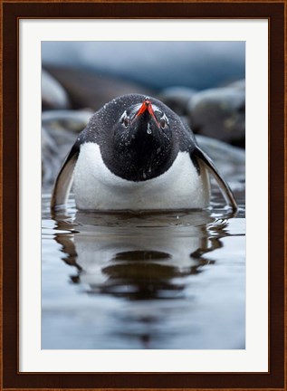 Framed Antarctica, Cuverville Island, Gentoo Penguin in a shallow lagoon. Print