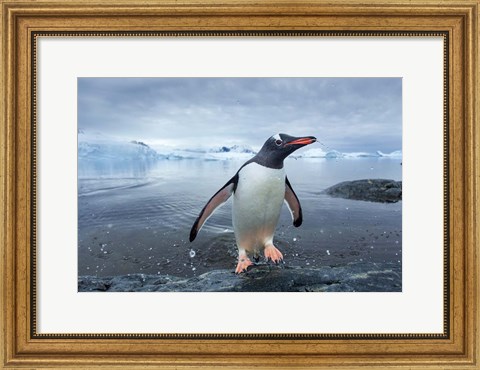Framed Antarctica, Cuverville Island, Gentoo Penguin leaping onto shore. Print