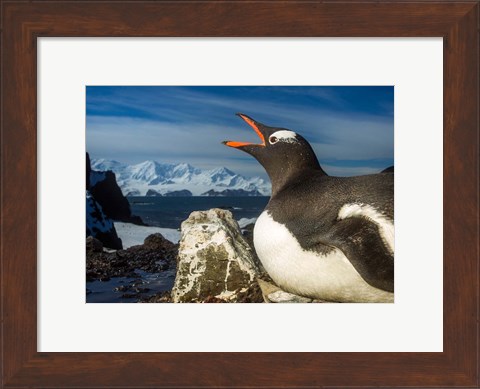 Framed Antarctica, Livingstone Island, Flash portrait of Gentoo Penguin. Print