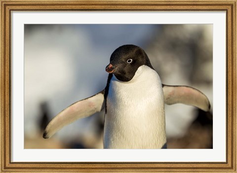 Framed Adelie Penguin portrait, Antarctica Print