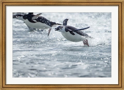 Framed Antarctica, South Shetland Islands, Chinstrap Penguins swimming. Print