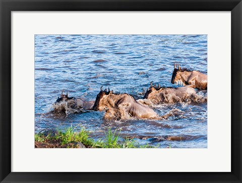 Framed Blue wildebeest crossing the Mara River, Maasai Mara, Kenya Print