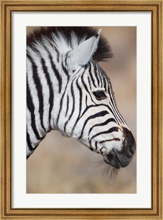Framed Burchell&#39;s Zebra, Etosha National Park, Namibia Print