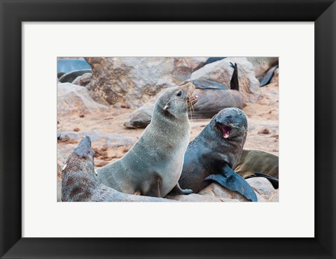 Framed Cape Fur seals, Skeleton Coast, Kaokoland, Namibia. Print