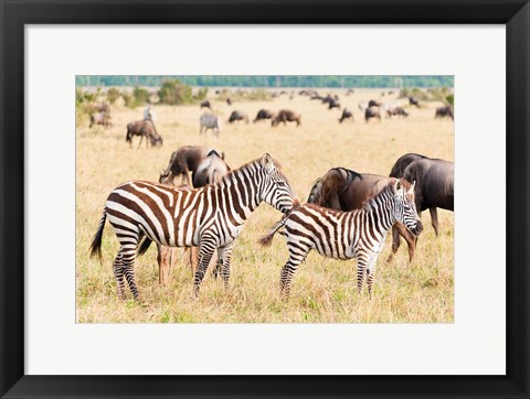 Framed Common Zebra or Burchell&#39;s Zebra, Maasai Mara National Reserve, Kenya Print