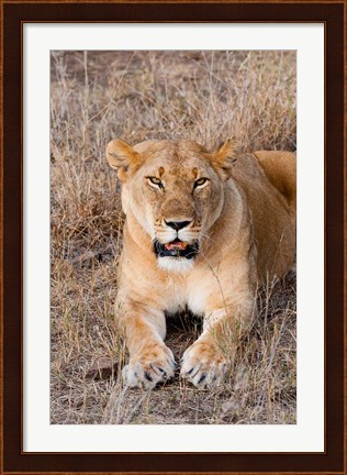 Framed Female lion, Maasai Mara National Reserve, Kenya Print