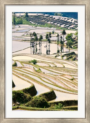 Framed Flooded Ai Cun Rice Terraces, Yuanyang County, Yunnan Province, China Print