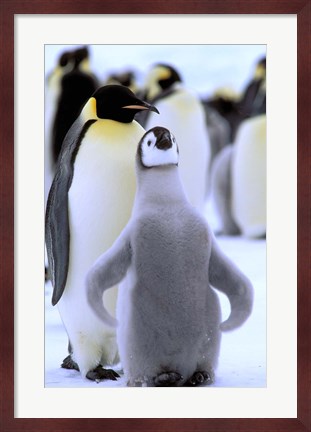 Framed Emperor Penguin with Chick, Atka Bay, Weddell Sea, Antarctic Peninsula, Antarctica Print