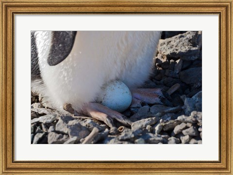 Framed Adelie Penguin nesting egg, Paulet Island, Antarctica Print