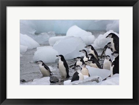 Framed Chinstrap Penguins, South Orkney Islands, Antarctica Print