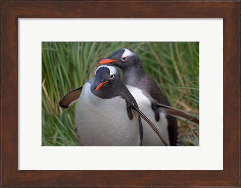 Framed Gentoo Penguin in the grass, Cooper Baby, South Georgia, Antarctica Print