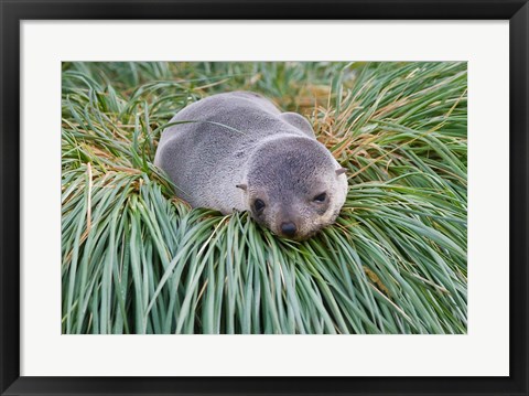 Framed Antarctic Fur Seal, Hercules Bay, South Georgia, Antarctica Print