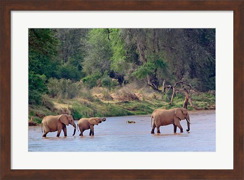 Framed African Elephant crossing, Samburu Game Reserve, Kenya Print